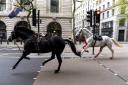 Vida (grey) and Quaker (black) on the loose through the streets of London (Jordan Pettitt/PA)