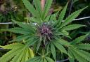 Cannabis plants worth £72,000 seized in police raid