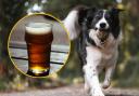 From Wellington's Bar to the Three Reasons, here are 5 of Ayrshire's best dog-friendly pubs based on Tripadvisor reviews