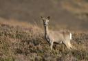 Roe deer are at risk on Ayrshire's roads