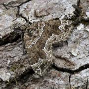 NEW DISCOVERY: The Devon Carpet moth has been found in Arran