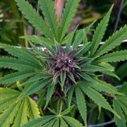 Cannabis plants worth £72,000 seized in police raid
