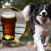From Wellington's Bar to the Three Reasons, here are 5 of Ayrshire's best dog-friendly pubs based on Tripadvisor reviews