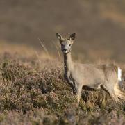 Roe deer are at risk on Ayrshire's roads