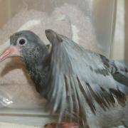 This pigeon chick was found hiding on board the aircraft carrier HMS Queen Elizabeth
