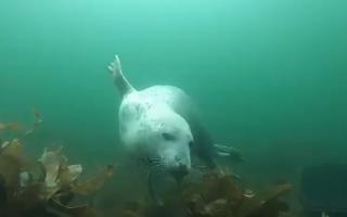 Creature comforts - a seal gets up close to diver near Arran