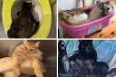 Happy Cat Month 2021: Top 20 unusual cat poses as submitted by readers