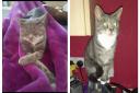 Miss has been missing for two days from her home on Stanley Road