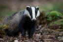 The badger was killed in the Elm Park area