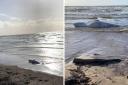 A dead whale washed up on Stevenston beach back in October.