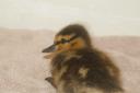 The duckling was rescued from Glasgow's George Square