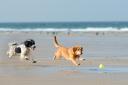 Here are Ayrshire's best dog-friendly beaches