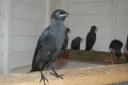 Jackdaws recovering at Hessilhead