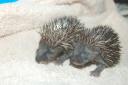Two of the Hessilhead hoglets