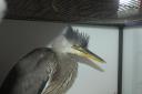 The young heron was rescued