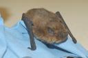 One of the bats at Hessilhead