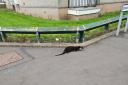 The otter was spotted roaming the Kilwinning streets.