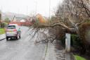 Tree down in Burns Avenue in Saltcoats during the storm
