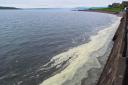 Pollen bloom around edges of water on coastline spotted this morning