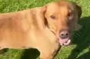 Honey the red Labrador has been missing since last Wednesday, September 8.