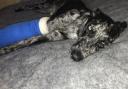 William's dog, Blu, is now recovering