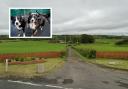 Stuart Raybould is planning to run a dog day care from a vacant barn at Mossend Farm in Kilbirnie.