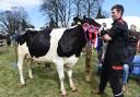 Cattle judging at Beith Farmers Show