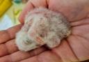 One of the barn owl chicks