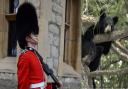 MPs want a ban on bearskin hats