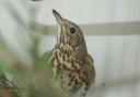 The song thrush at Hessilhead