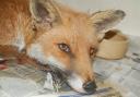 This male fox was the latest unusual arrival at the Hessilhead wildlife rescue centre