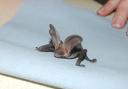 The long eared bat at Hessilhead