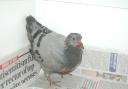 Hessilhead's lonely pigeon will soon get company
