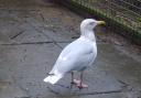 The Herring Gull is recovering