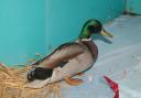 This mallard drake was brought to Hessilhead Wildlife Rescue Centre with a suspected broken leg