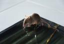 A mouse caught in a glue trap