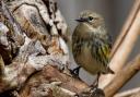 The bird is a myrtle warbler, similar to the one above