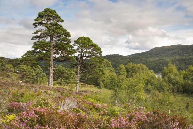 Undated handout photo issued by Trees for Life of Glen Affric in the Scottish Highlands. Up to half-a-million acres of the Scottish Highlands are in line for rewilding following the launch of a project. Issue date: Friday September 24, 2021..