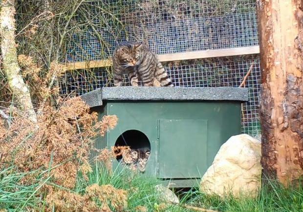 Ardrossan and Saltcoats Herald: Droma with wildcat kittens in a nest box , which will likely be among the first of their species to be released into the wild in Britain, have been born in the Saving Wildcats conservation breeding for release centre at the Royal Zoological Society of Scotland’s Highland Wildlife Park. Credit: RZSS/Saving Wildcats/PA