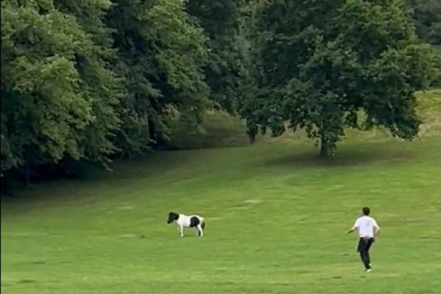 WATCH: Hilarious moment a PONY makes escape across the Southside's Queen's Park