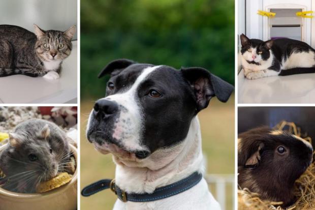 Could you give one of these animals from RSPCA Worcestershire a new home? (RSPCA/Canva)
