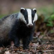 The badger was killed in the Elm Park area