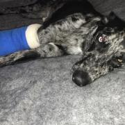 William's dog, Blu, is now recovering