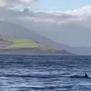 A pod of dolphins was spotted swimming in the sea near Arran
