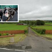 Stuart Raybould is planning to run a dog day care from a vacant barn at Mossend Farm in Kilbirnie.