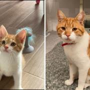 Tony has been with his owners since he was a kitten - and now at 18 months old, has become a familiar face in Saltcoats