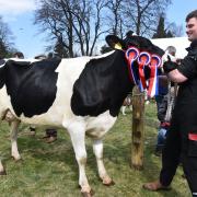 Cattle judging at Beith Farmers Show