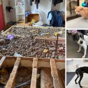 Pets in her home (right) were subjected to horrific conditions which included three bedframes pushed together, two of which were full and overflowing with faeces resembling a grotesquely large, neglected litter tray (left).