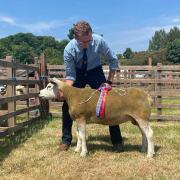 Valleyview Texels who won both their breed championship and the Sheep Interbreed