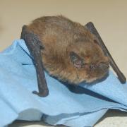 One of the bats at Hessilhead